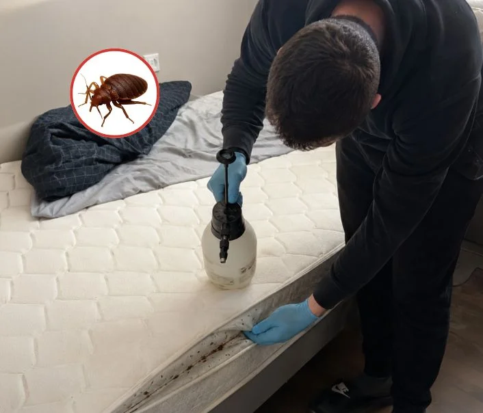 Technicien traitant un matelas contre les punaises de lit à Franconville